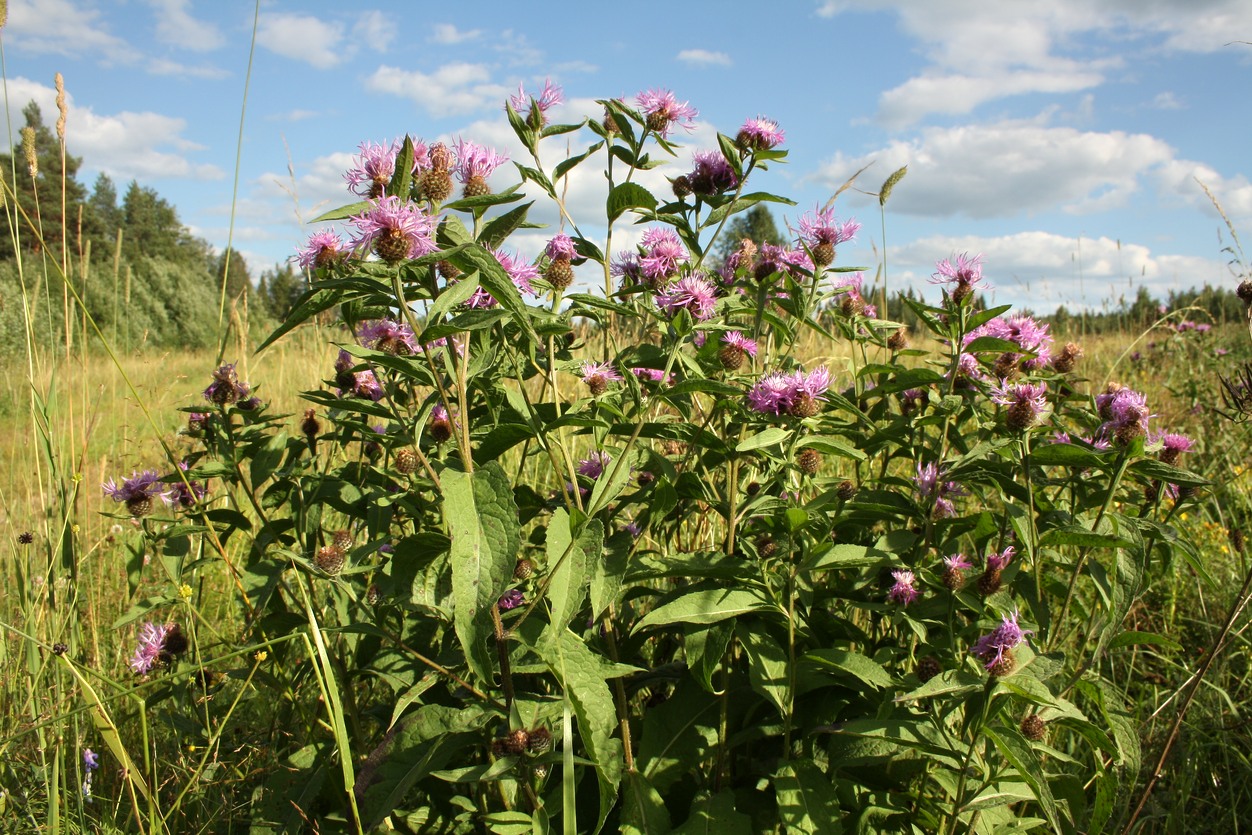 Image of Centaurea phrygia specimen.