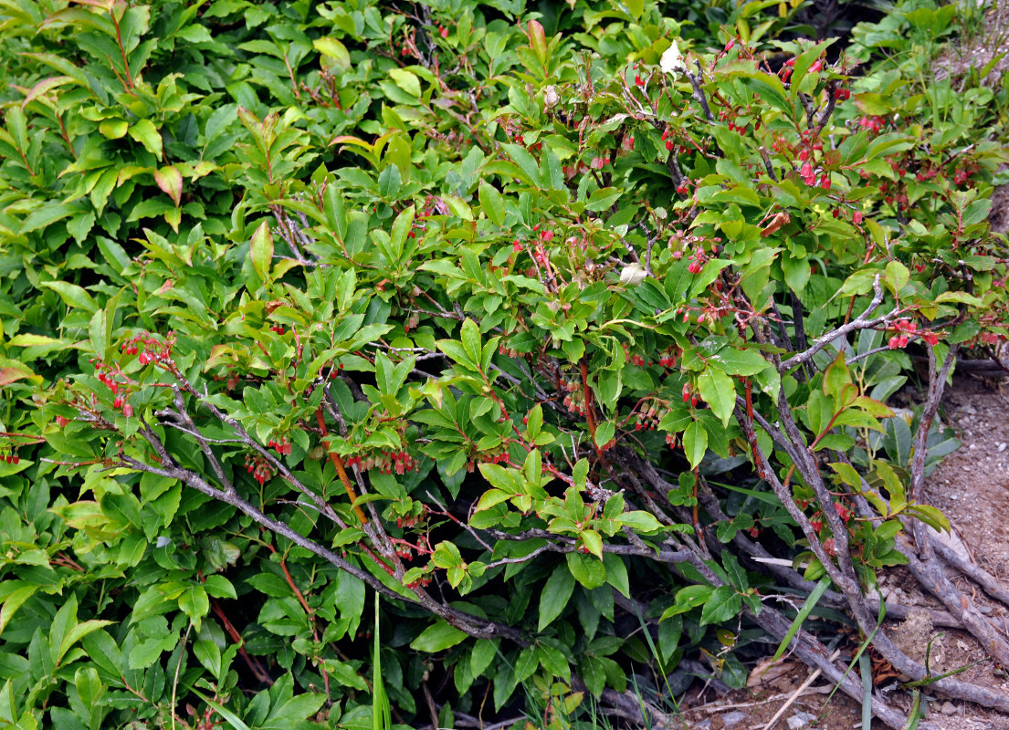 Image of Vaccinium arctostaphylos specimen.