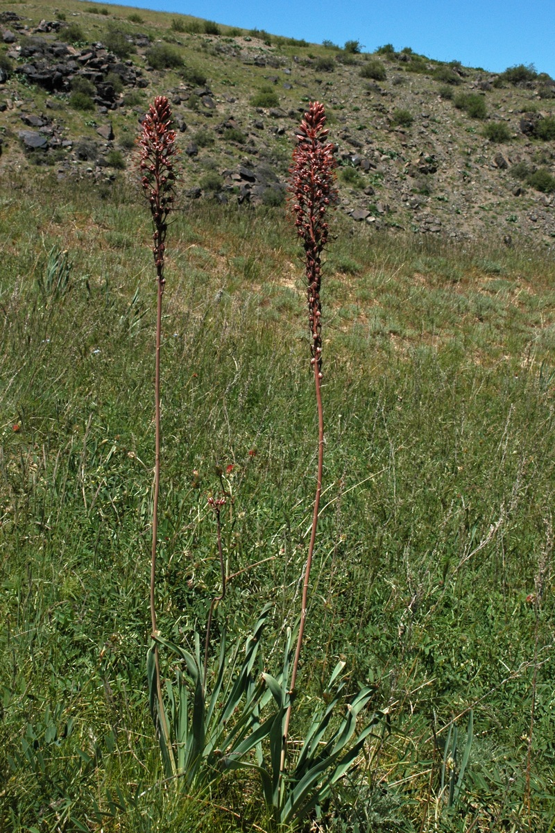 Изображение особи Eremurus cristatus.