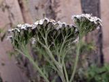 Achillea nigrescens