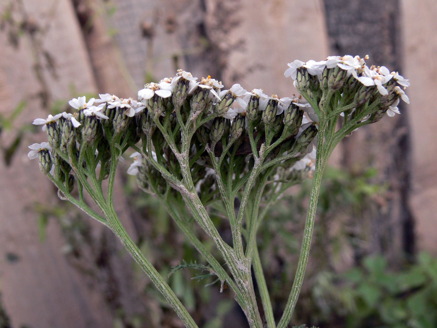 Image of Achillea nigrescens specimen.