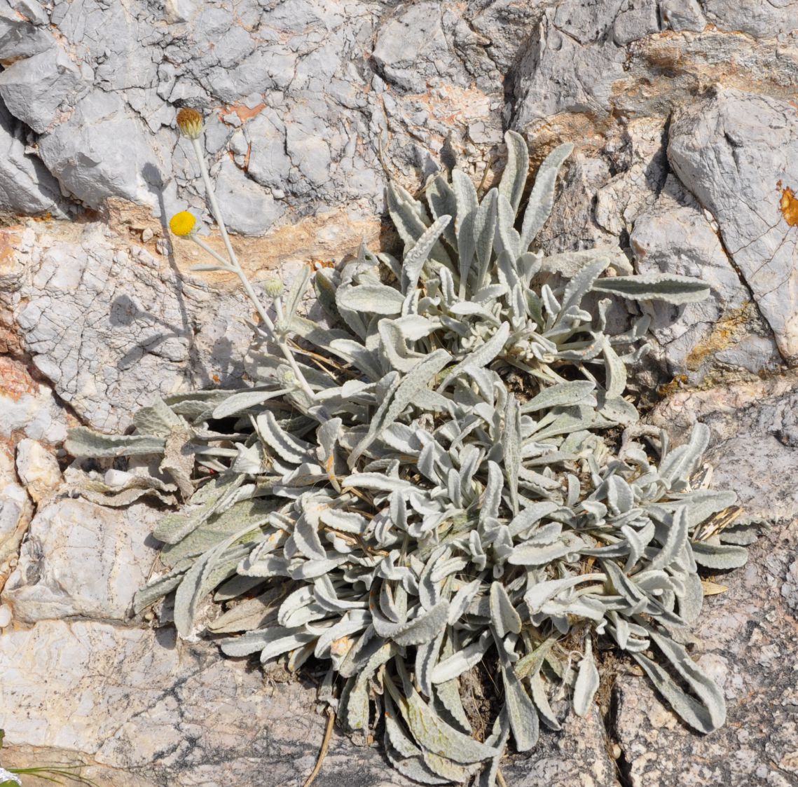 Image of Inula methanaea specimen.