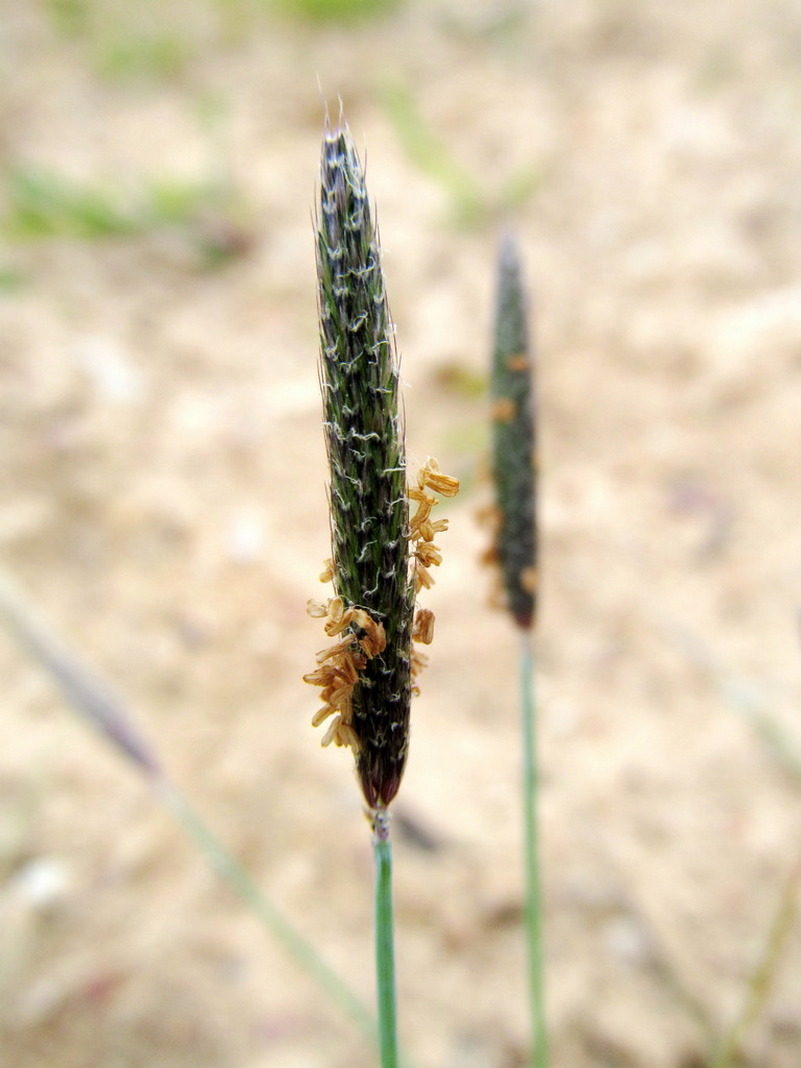 Image of Alopecurus geniculatus specimen.