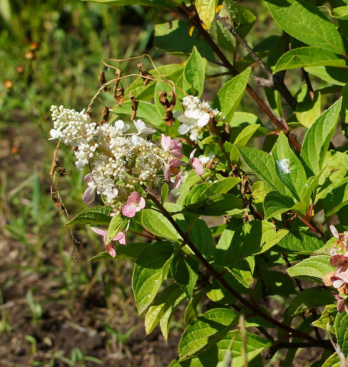 Изображение особи Hydrangea paniculata.