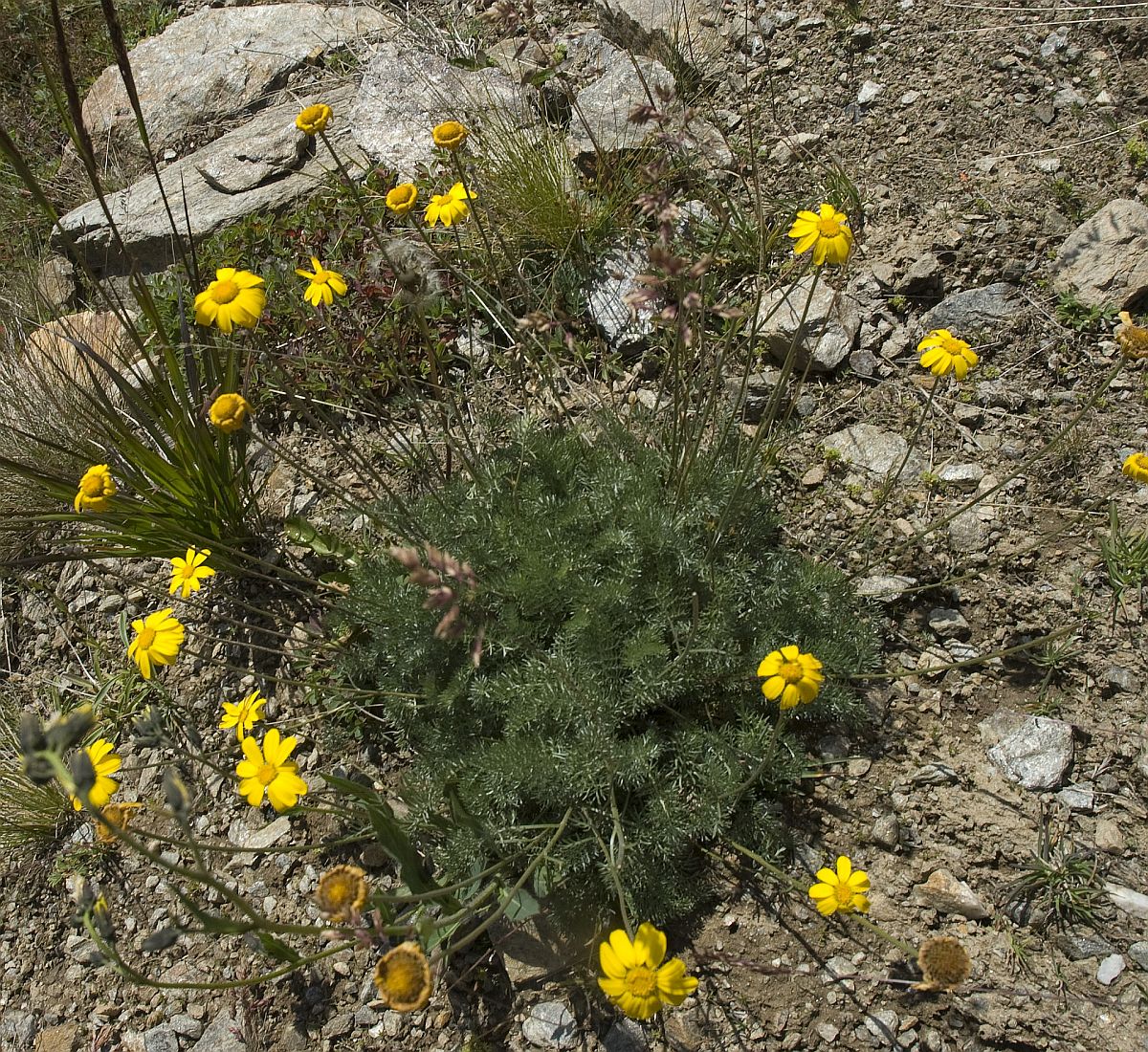 Image of Anthemis marschalliana ssp. pectinata specimen.