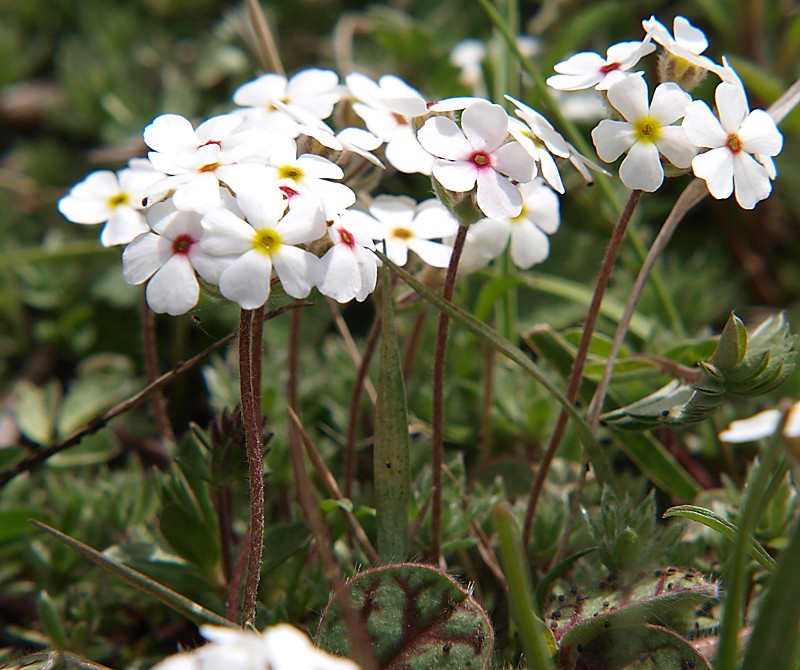 Image of Androsace lehmanniana specimen.