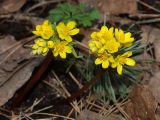 Gymnospermium altaicum. Соцветия. Москва, Воробьевы горы, Ботанический сад МГУ, альпинарий. Растения происходят из Южно-Сибирского ботанического сада (Барнаул). 16.04.2018.