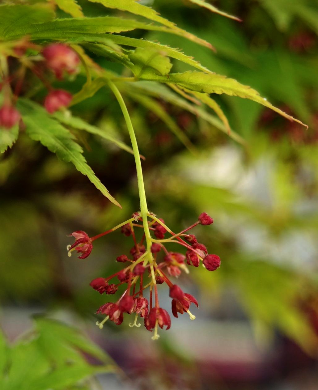 Image of Acer palmatum specimen.