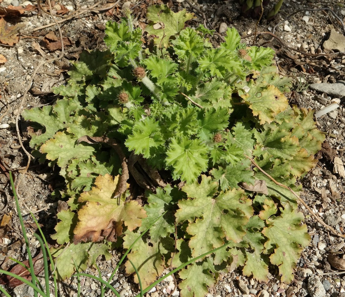 Image of genus Heuchera specimen.