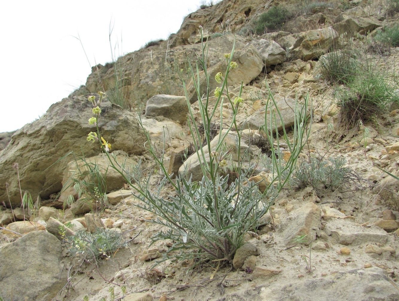 Image of Matthiola daghestanica specimen.