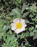 род Rosa