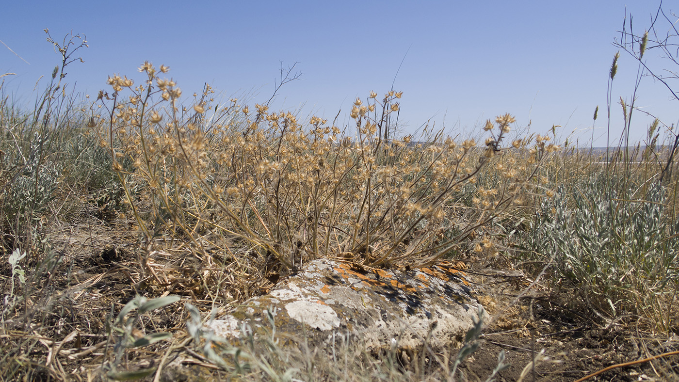 Image of Malva setigera specimen.