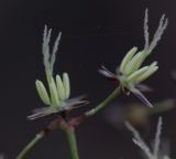 Luzula pilosa