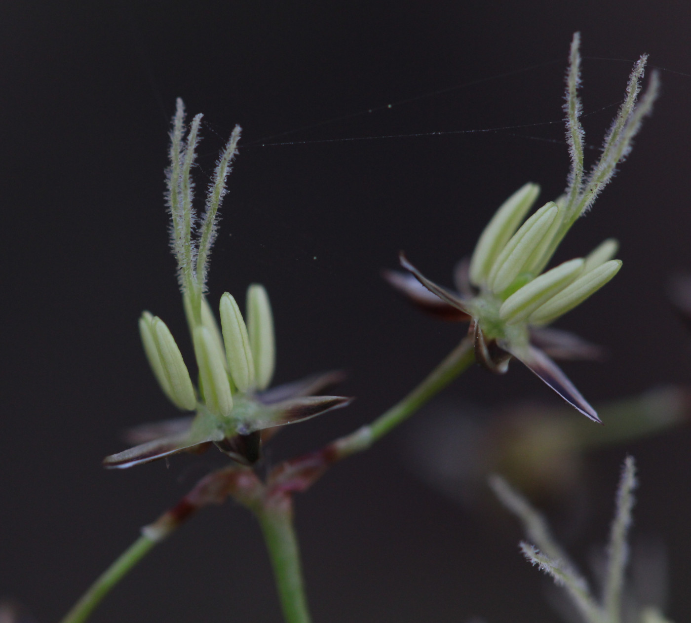 Image of Luzula pilosa specimen.