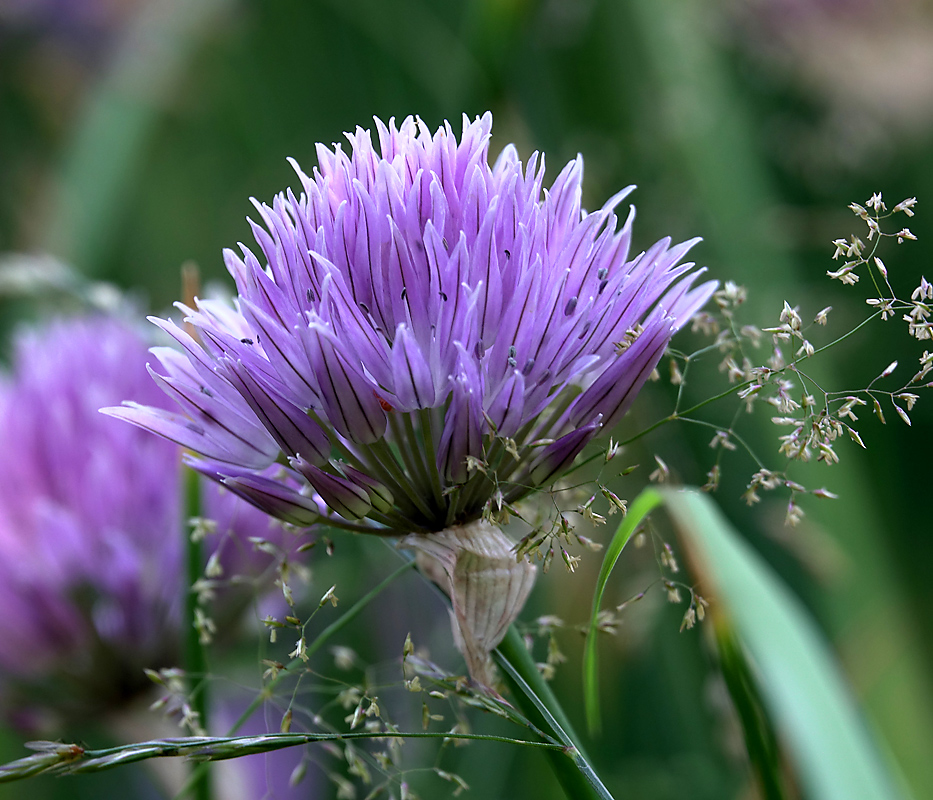 Image of Allium schoenoprasum specimen.