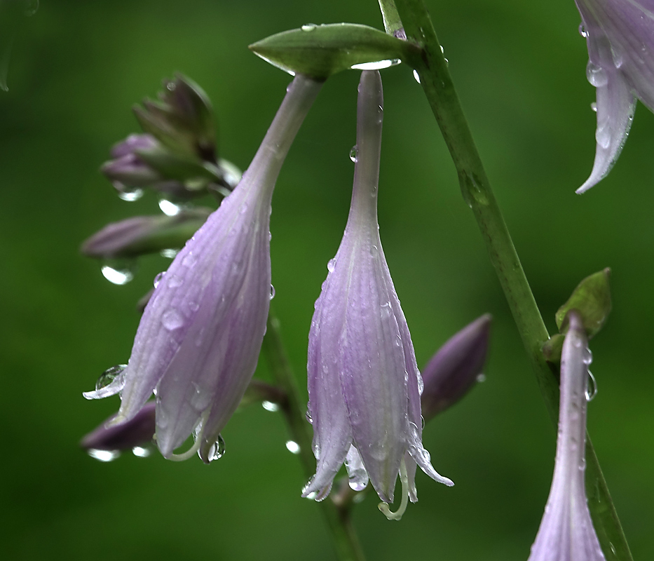 Image of Hosta albomarginata specimen.