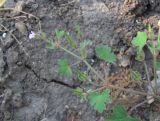 Geranium rotundifolium. Верхушка веточки с плодами и цветком. Дагестан, г. о. Махачкала, гора Тарки-Тау, у лесной дороги. 16.05.2018.