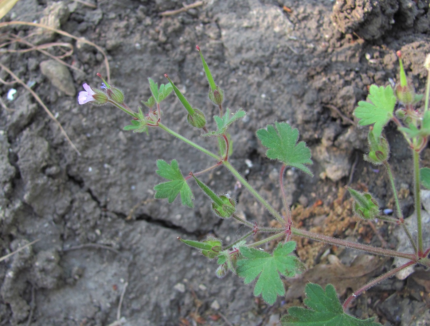 Изображение особи Geranium rotundifolium.