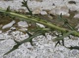 Cirsium vulgare