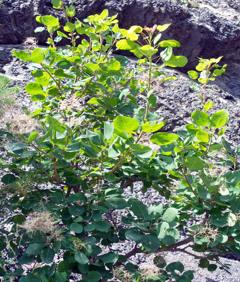 Image of Cotinus coggygria specimen.