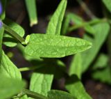 Scutellaria regeliana. Лист. Приморский край, Кавалеровский р-н, бухта Зеркальная к югу от устья р. Зеркальная, травяное болото. 05.08.2018.