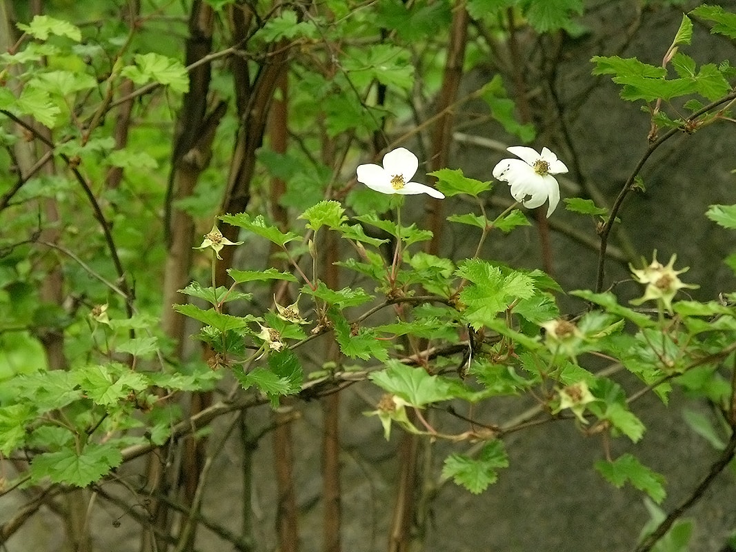 Image of Rubus deliciosus specimen.