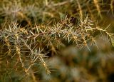 Juniperus oblonga. Ветвь с микростробилами. Северная Осетия, Алагирское ущелье, Нарская котловина, окр. пос. Нар, склоны Бокового хребта, 1730 м н.у.м. 07.05.2010.