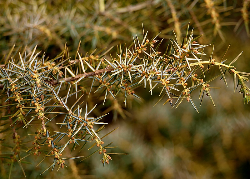 Image of Juniperus oblonga specimen.