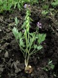 Corydalis begljanovae. Выкопанное цветущее и плодоносящее молодое растение. Красноярский край, Ермаковский р-н, пос. Танзыбей, в культуре (взято из окр. пос. Танзыбей, берег р. Танзыбей, черневой смешанный лес). 06.05.2016.