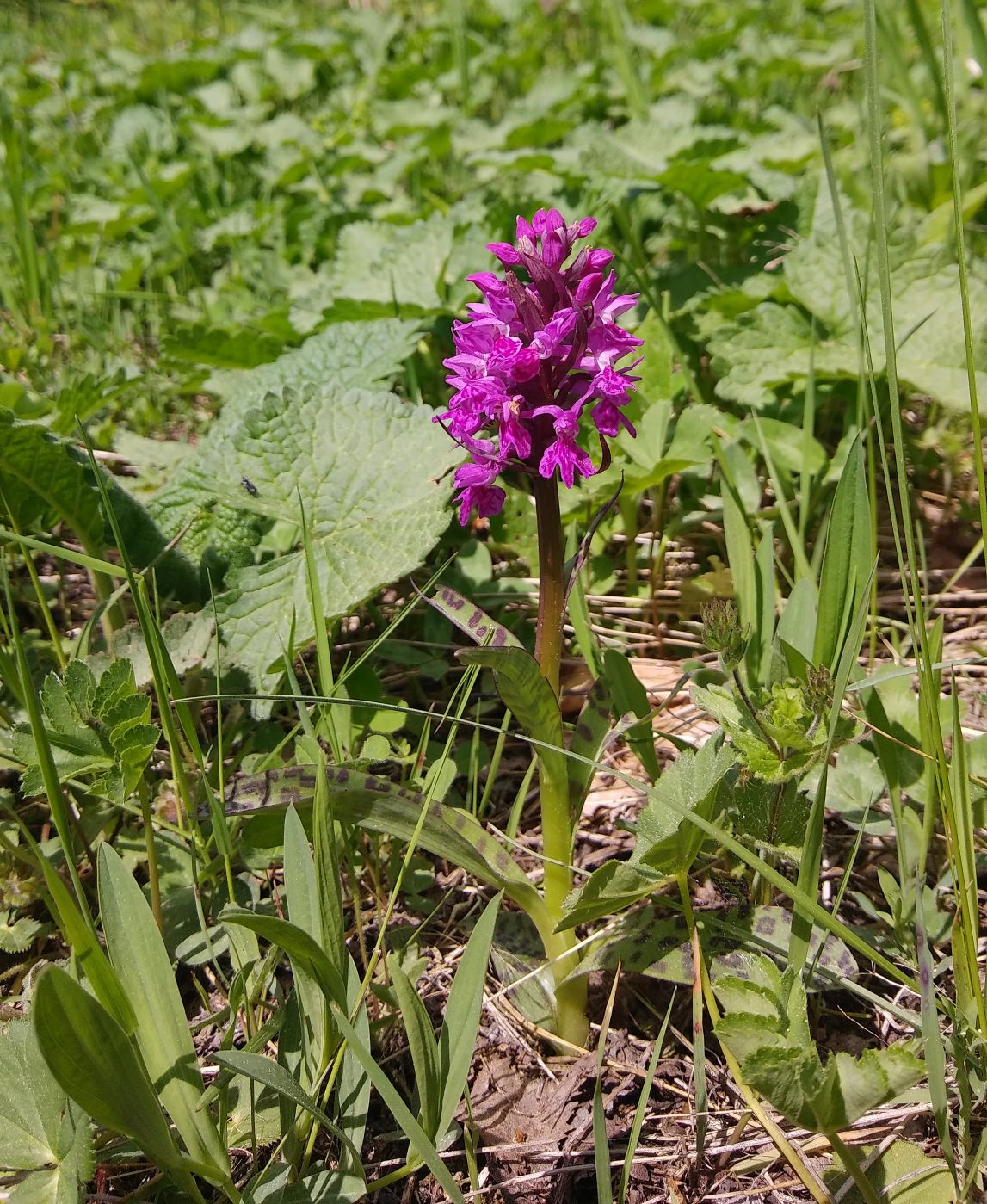 Изображение особи Dactylorhiza urvilleana.