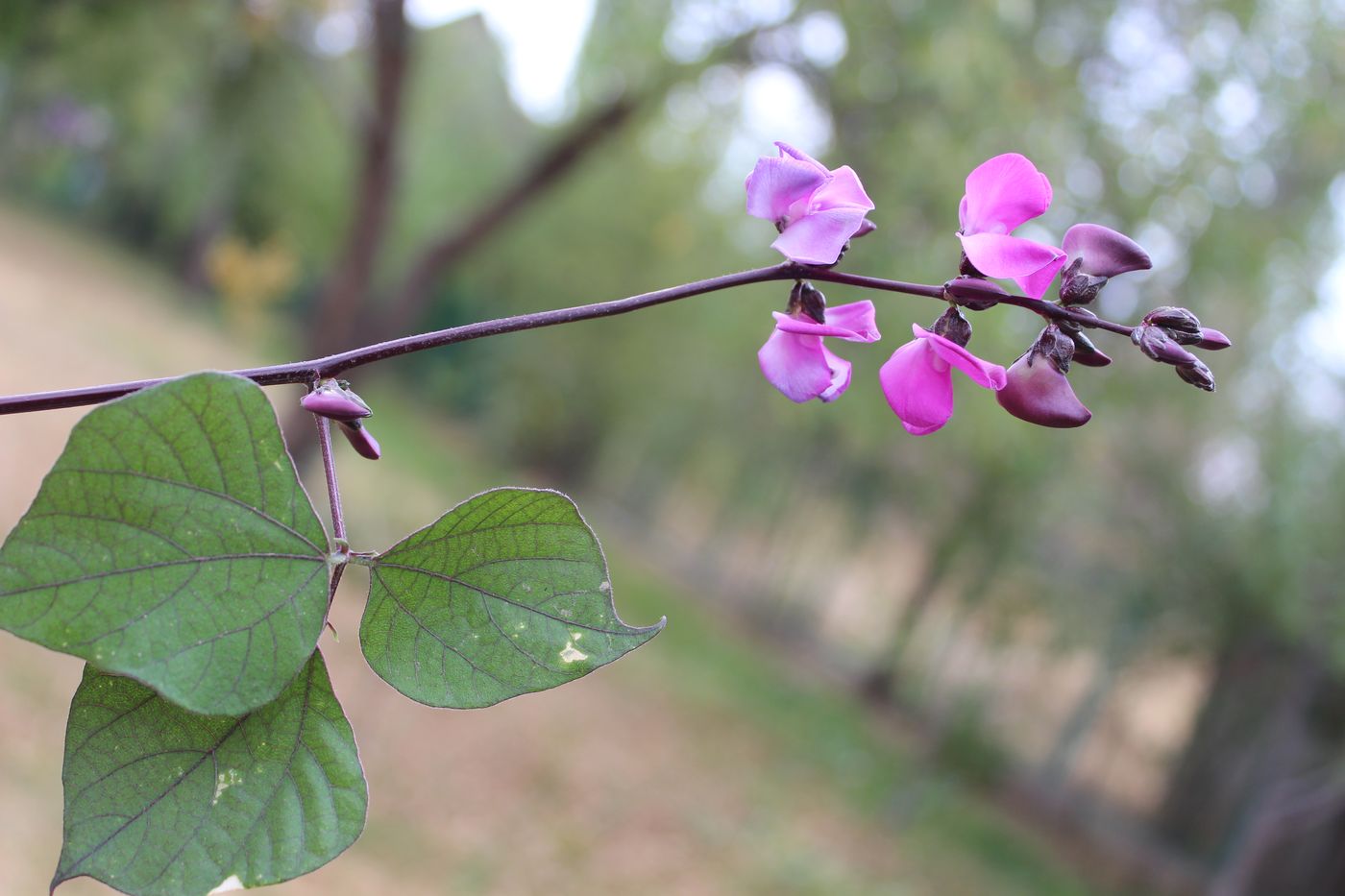 Изображение особи Dolichos purpureus.