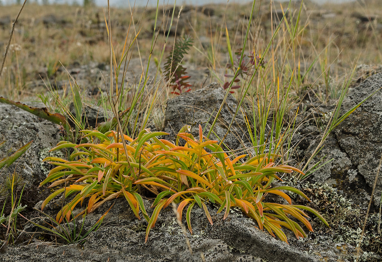 Image of Patrinia sibirica specimen.