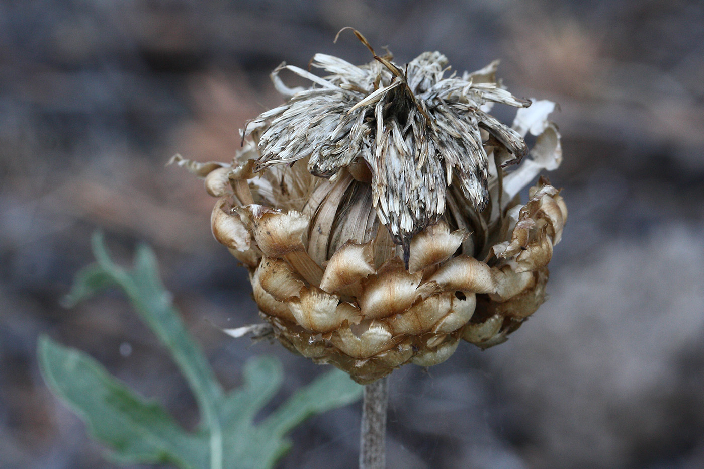Image of Stemmacantha uniflora specimen.