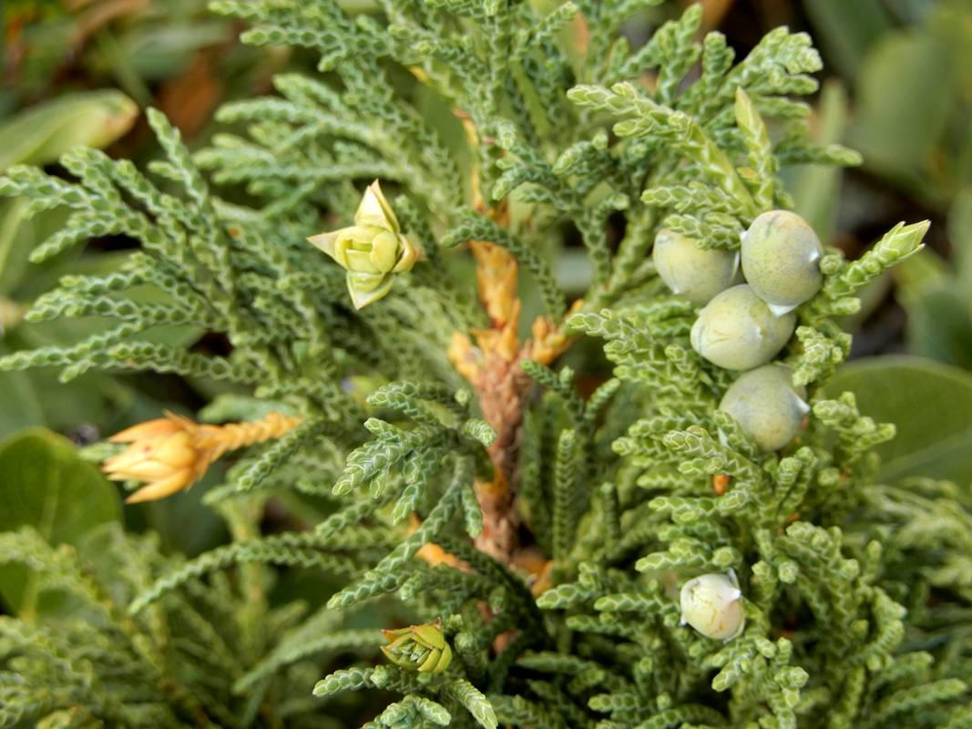 Изображение особи Juniperus pseudosabina.