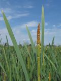 Typha latifolia. Соцветие и верхние части листьев. Марий Эл, Медведевский р-н, сырой луг. 08.07.2018.