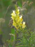 Linaria vulgaris