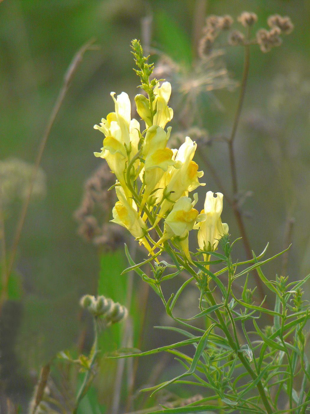 Image of Linaria vulgaris specimen.