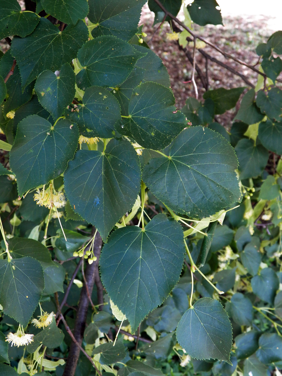 Изображение особи Tilia cordata.