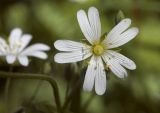 Stellaria holostea. Цветок. Костромская обл., Судиславский р-н, окр. дер. Антипино, пойма р. Кохталка. 25.05.2018.