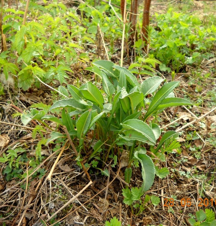 Изображение особи Bistorta officinalis.