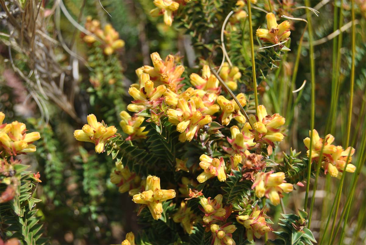 Изображение особи Penaea mucronata.