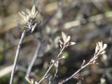 Cotoneaster melanocarpus. Верхушки веточек с развивающимися бутонами. Иркутская обл., Боханский р-н, окр. с. Бохан, редкий смешанный лес. 06.05.2018.