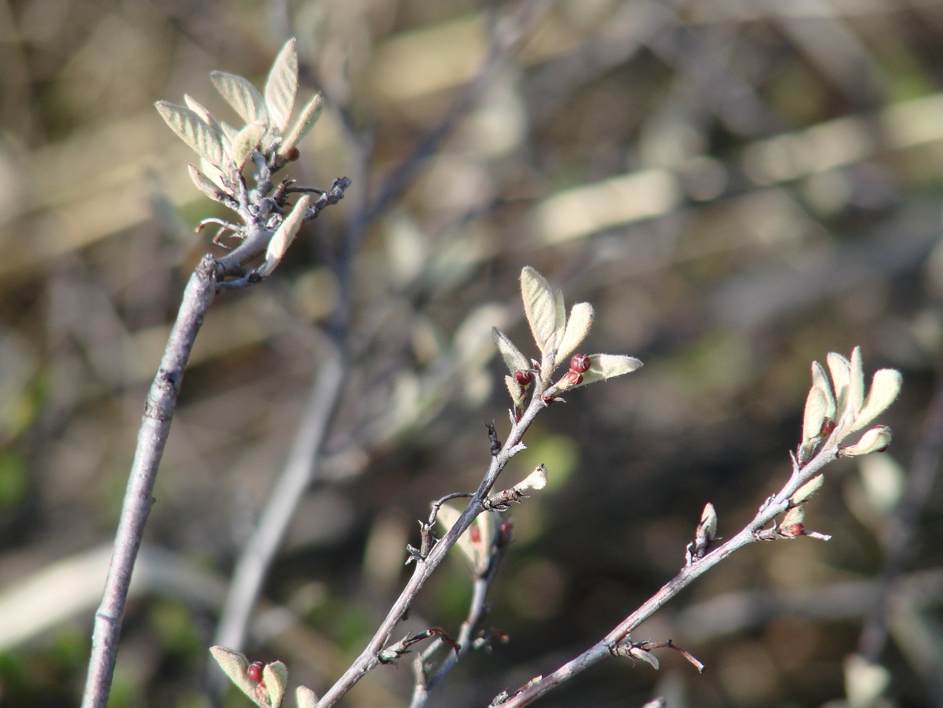 Image of Cotoneaster melanocarpus specimen.