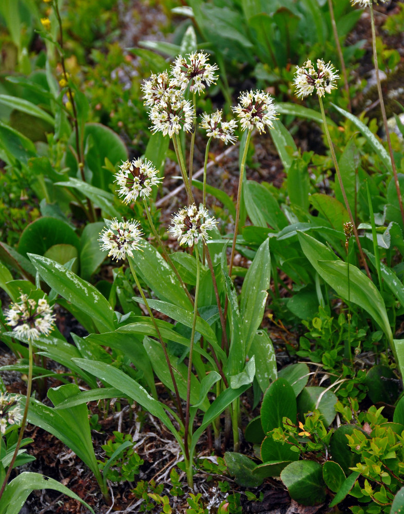 Image of Allium microdictyon specimen.