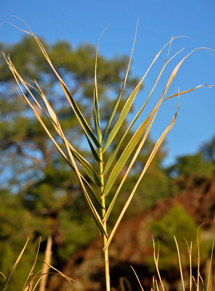 Image of Arundo donax specimen.