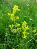 Galium verum