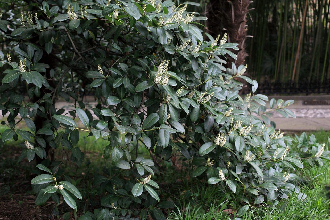 Image of Lauro-cerasus officinalis specimen.