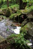 Melandrium dioicum