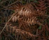 Pteridium pinetorum. Омертвевшие вайи. Пермский край, Лысьвинский р-н, камень Ростун, поляна у основания камня. 30.04.2018.