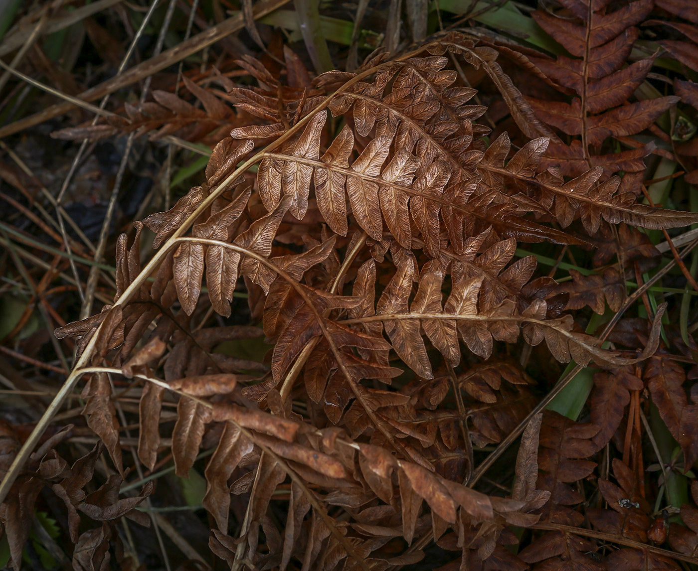 Изображение особи Pteridium pinetorum.